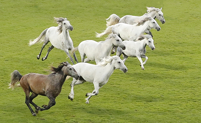 Ulrich Simons - Er&ouml;ffnung CHIO 2019
