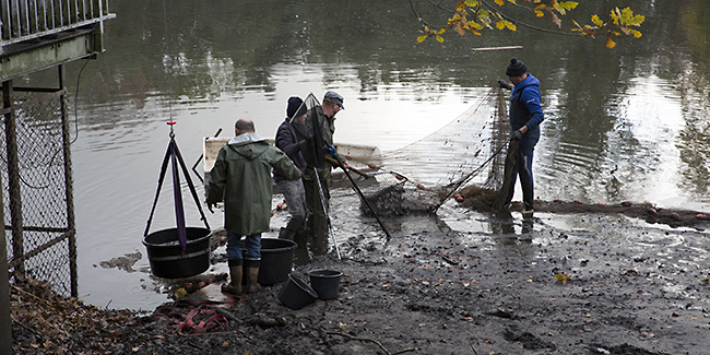 Ulrich Simons - Hangeweiher Abfischen