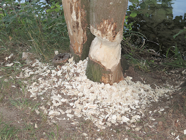 Ulrich Simons - Biberbaum