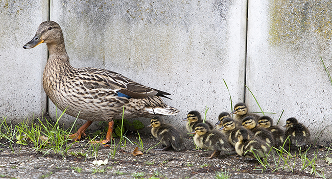 Entenfamilie
